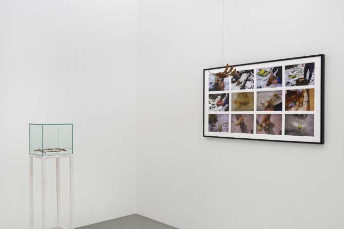 Vue de l'exposition : Lois Weinberger, L’Envers du Paysage au Frac Franche-Comté en 2018