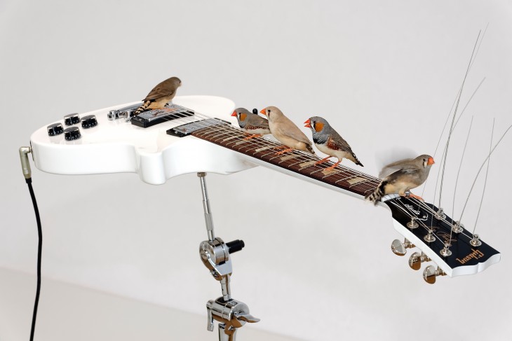Les oiseaux de Célèste - par Céleste Boursier Mougenot et Ariane Michel